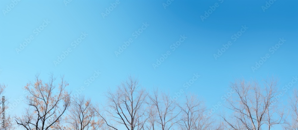 Beautiful trees on sky background tree sky. Creative banner. Copyspace image Beautiful trees on sky background tree sky. Creative banner. Copyspace image
