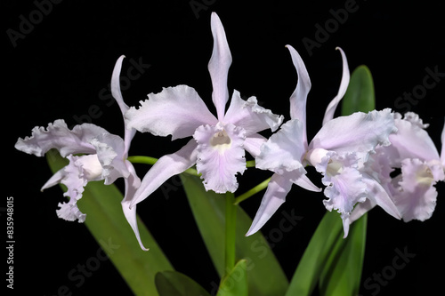 Cattleya (formerly Laelia) lobata var. concolor 'Jeni' AM/AOS, an orchid flower with pale pink highlights in an almost white flower. photo