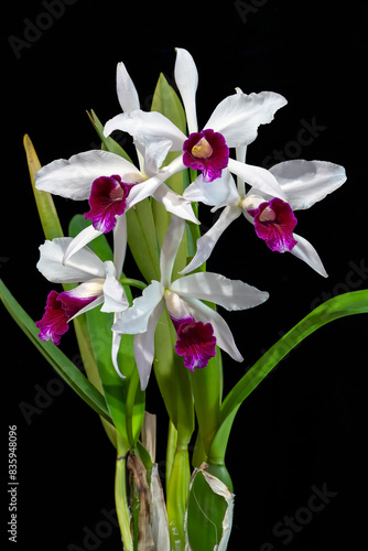 Cattleya (formerly Laelia) purpurata 'Cindarosa', a Brazilian orchid plant with exquisite flowers photo