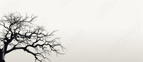 tree branch. Creative banner. Copyspace image