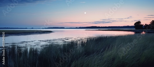 Silhouette of grasses and marsh land in a bay at twilight. Creative banner. Copyspace image