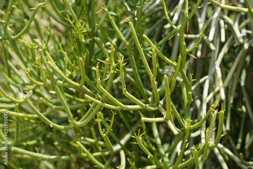 Unique green stick of Pencil cactus Plant