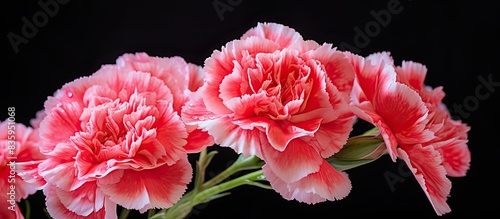 Close up of carnation flower. Creative banner. Copyspace image