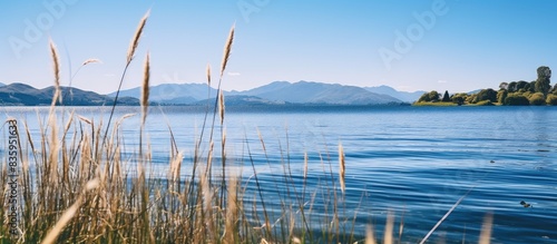 cluster of reeds in coniston lake with mountains in background and blue water and bright blue sky. Creative banner. Copyspace image