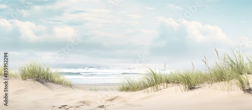 Fototapeta Naklejka Na Ścianę i Meble -  Sand dunes at the beach with green plants. Creative banner. Copyspace image