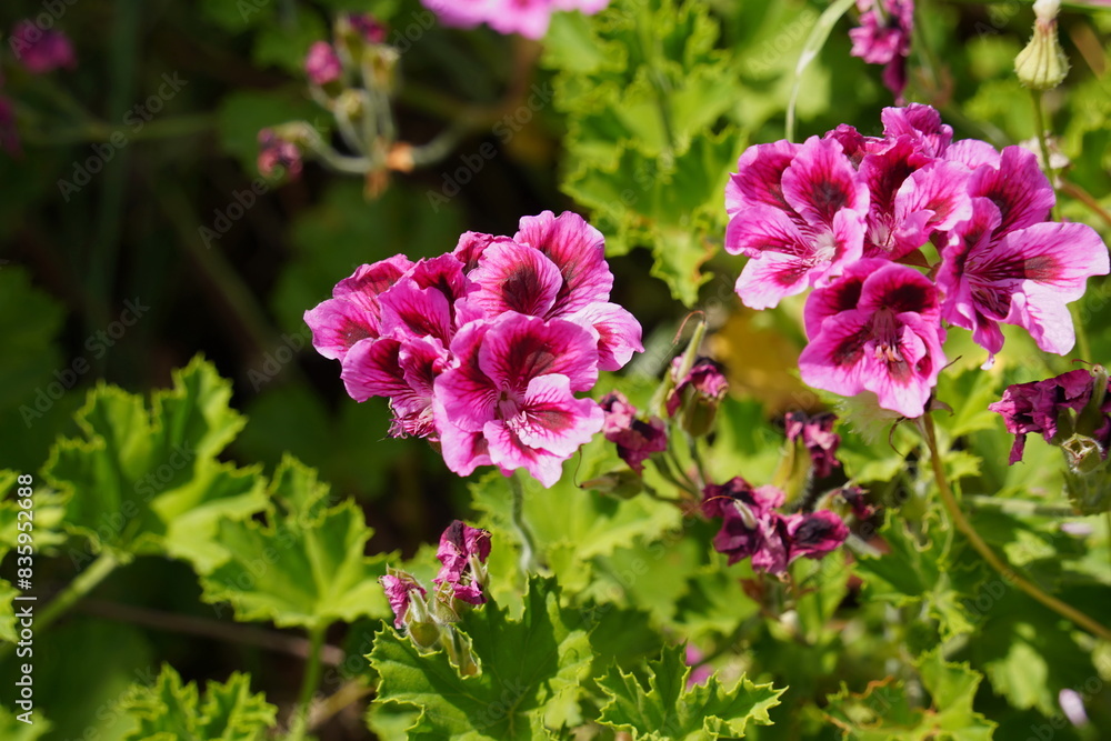 Pelargonium grandiflorum. Pink regal pelargonium, royal flower. Pelargonium grandiflorum. Pink regal pelargonium, royal flower.