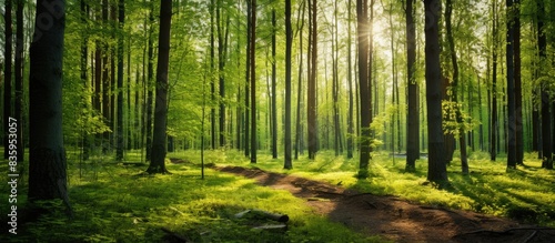 Fototapeta Naklejka Na Ścianę i Meble -  tall straight trees in a sunny forest in the summer. Creative banner. Copyspace image