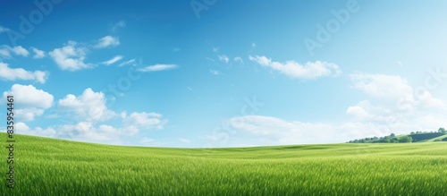 Fototapeta Naklejka Na Ścianę i Meble -  Green field. Creative banner. Copyspace image