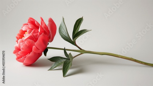 A single pink flower with green leaves against a white backdrop photo