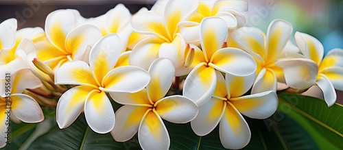 Close up of white and yellow frangipani flowers with leaves in background. Creative banner. Copyspace image