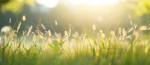 Close up of grass in sunlight very shallow depth of field. Creative banner. Copyspace image