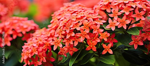 Ixora shrubs are known for their large corymbs of bright florets The large flower clusters come in red orange yellow and pink. Creative banner. Copyspace image photo