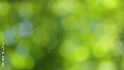 木漏れ日の背景素材