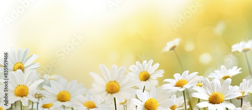 Fototapeta Naklejka Na Ścianę i Meble -  Beautiful white and yellow daisy flowers in the nature. Creative banner. Copyspace image