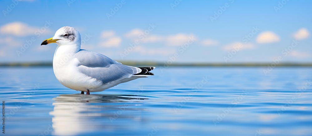 Common gull on water. Creative banner. Copyspace image Common gull on water. Creative banner. Copyspace image