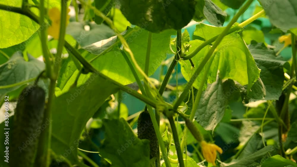 cucumbers grow in a greenhouse. Selective focus. cucumbers grow in a greenhouse. Selective focus.