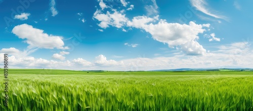 Green barley field in summer with blue sky and clouds. Creative banner. Copyspace image