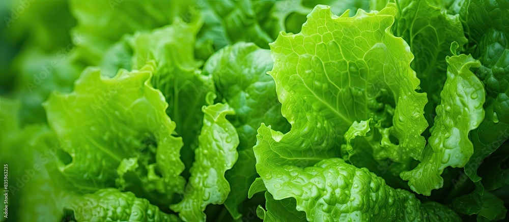 Growing the lettuce in the vegetable garden Bright green lettuce leaves Leaf vegetables Close up. Creative banner. Copyspace image Growing the lettuce in the vegetable garden Bright green lettuce leaves Leaf vegetables Close up. Creative banner. Copyspace image