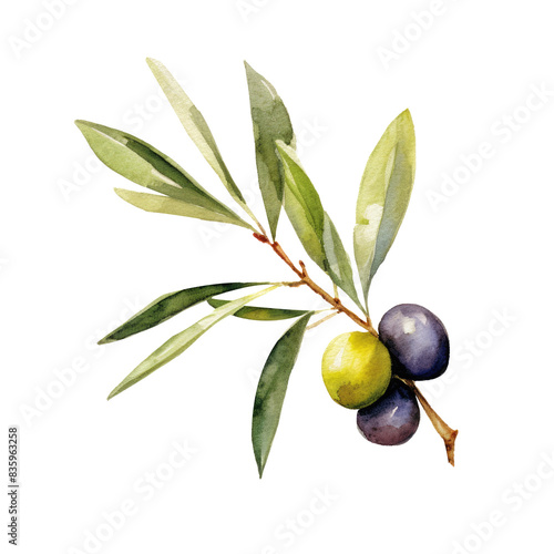 Watercolour Illustration of Olive