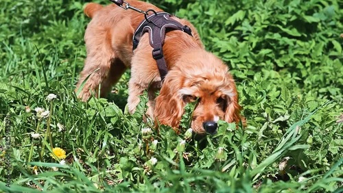 Close up of curious english cocker spaniel puppy in harness on walk, dog sniffing green grass outdoors