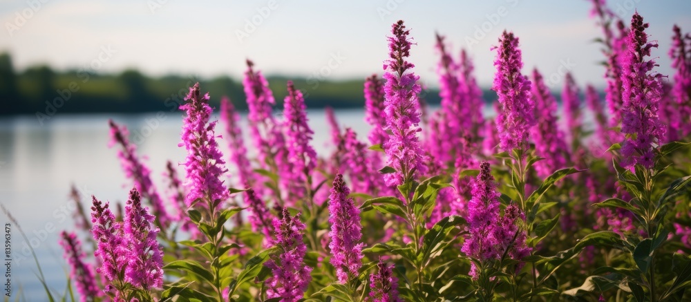 Obraz premium Lythrum salicaria. Creative banner. Copyspace image