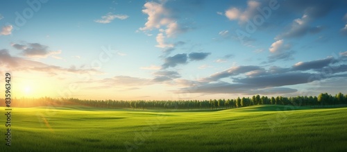 Field with green fresh grass Spring evening clear sky the sun leaned low to the horizon A wide field with low grass beyond the field a forest is visible There are almost no clouds in blue sky