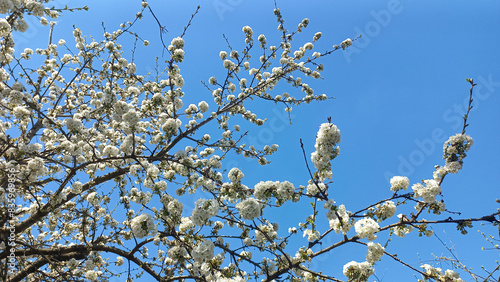 Flowering branches against the sky 