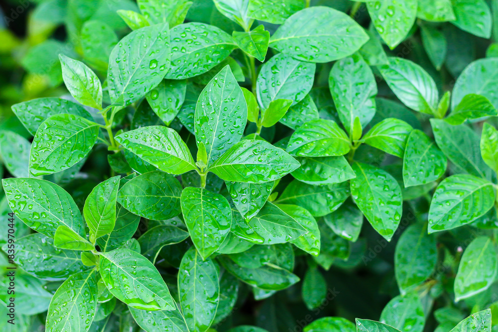 Plant during rain looking fresh and relaxing on green background. Plant during rain looking fresh and relaxing on green background.