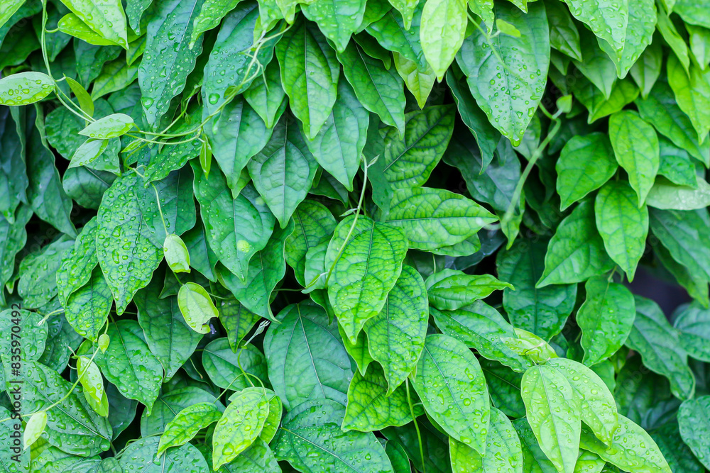 Photo of leaf green looking fresh and beautiful. Photo of leaf green looking fresh and beautiful.