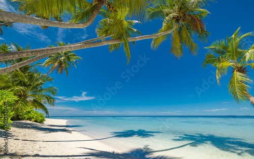 Fototapeta Naklejka Na Ścianę i Meble -  Perfect island beach coast. Tropical travel landscape of summer paradise. White sand palm trees sunny blue sea sky. Luxury vacation destination. Exotic amazing tourism relax. Freedom Maldives nature