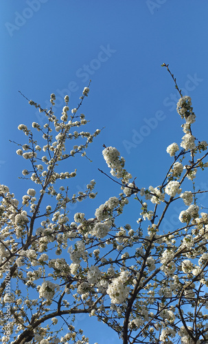 Blossoming branches of a tree