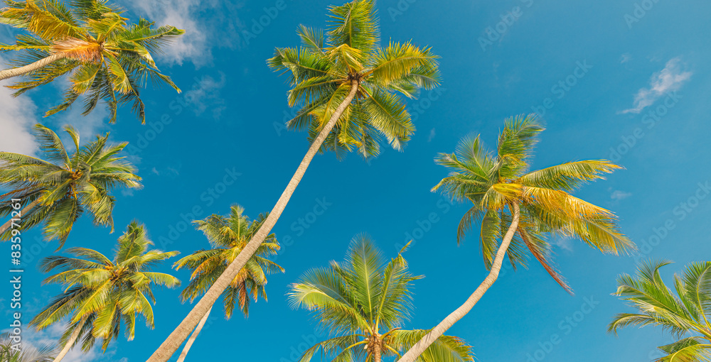 Summertime trees pattern background wallpaper. Summer tropical island or vacation tourism. Coco palm leaves on sunny peaceful blue sky. Exotic summer nature background, green leaves, natural landscape Summertime trees pattern background wallpaper. Summer tropical island or vacation tourism. Coco palm leaves on sunny peaceful blue sky. Exotic summer nature background, green leaves, natural landscape