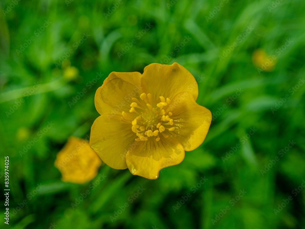 Fototapeta premium bUTTERCUP IN A cORNISH mEADOW.