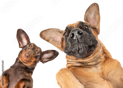 Best friends little and large Great Dane and dachsund dogs peeking  with big ears on white studio background head shot portrait