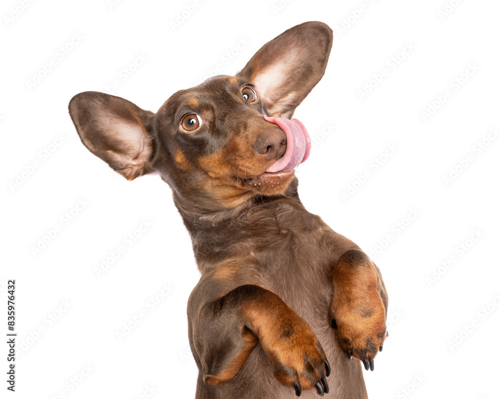 Hungry Dachsund dog with big ears sticking out tongue portrait head shot isolated on white studio background Hungry Dachsund dog with big ears sticking out tongue portrait head shot isolated on white studio background