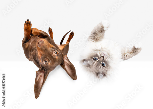 Happy dachshund dog and Ragdoll cat rolling on floor looking at camera best friends portrait on white studio background