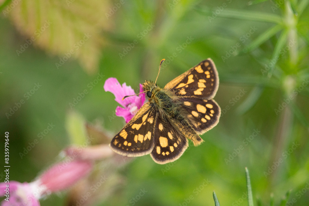 Gelbwürfeliger Dickkopffalter - Schmetterling Gelbwürfeliger Dickkopffalter - Schmetterling