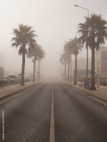 Palm trees line the foggy street under the daytime sky