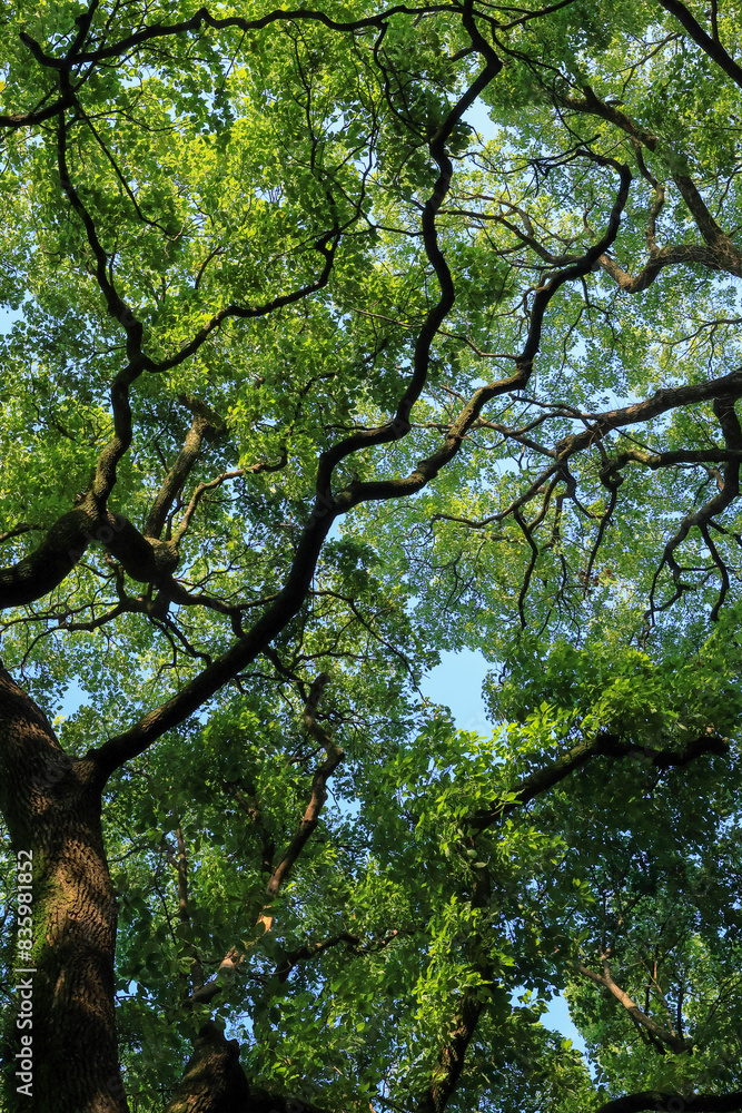 Naklejka premium 都心散歩 浜離宮恩賜庭園 緑あふれるハナショウブの頃