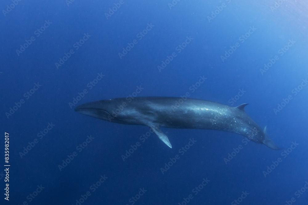 Sei whale near the Azores islands. Whale near the surface. Marine life in ocean. Sei whale near the Azores islands. Whale near the surface. Marine life in ocean.