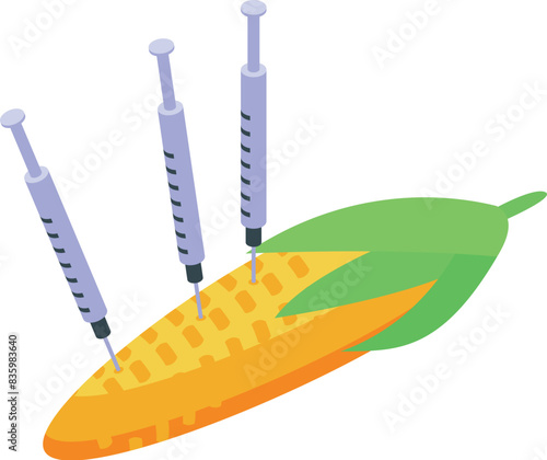 Isometric vector of a corn cob with syringes, representing gmo food
