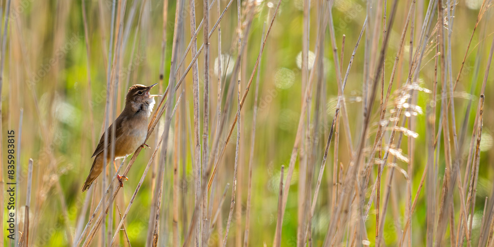 Locustelle luscinioïde (Locustella luscinioides, Savi's Warbler) Locustelle luscinioïde (Locustella luscinioides, Savi's Warbler)