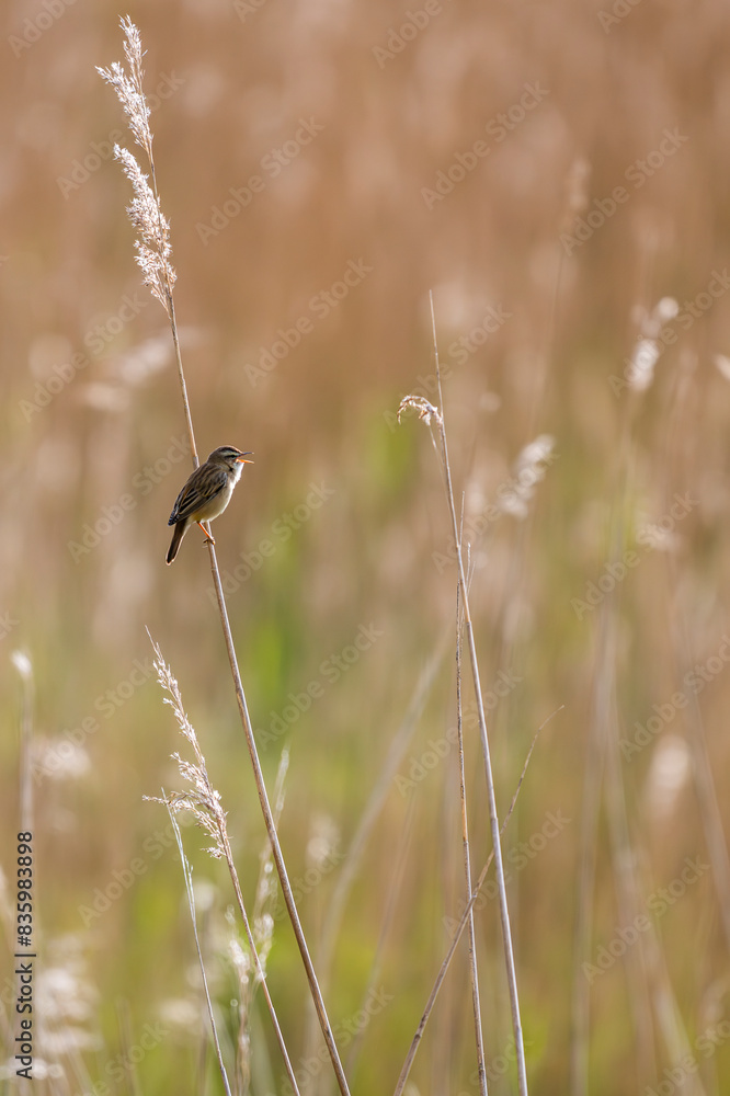 Locustelle luscinioïde (Locustella luscinioides, Savi's Warbler) Locustelle luscinioïde (Locustella luscinioides, Savi's Warbler)