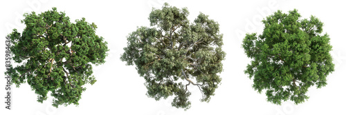 Top View of Quercus Ilex Tree Set Isolated on Transparent or White Background, PNG