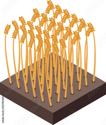 Isometric vector illustration of a wheat field on a soil patch, isolated on white