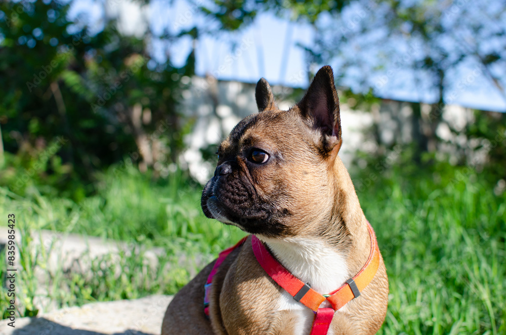 French bulldog. Pedigree dog walking. Dog training. Pet. French bulldog. Pedigree dog walking. Dog training. Pet.