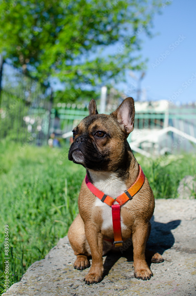 French bulldog. Pedigree dog walking. Dog training. Pet. French bulldog. Pedigree dog walking. Dog training. Pet.