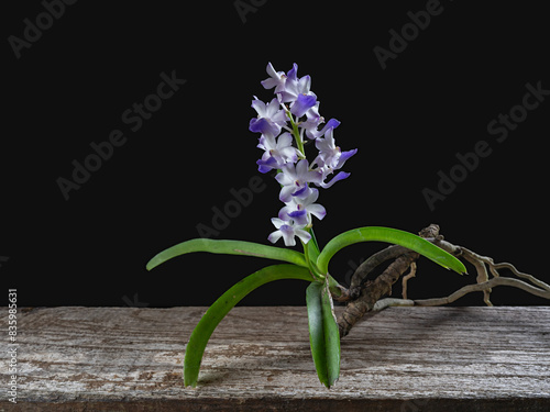 Closeup view of purple blue and white flowers of blooming rhynchostylis coelestris epiphytic orchid species isolated on black background photo