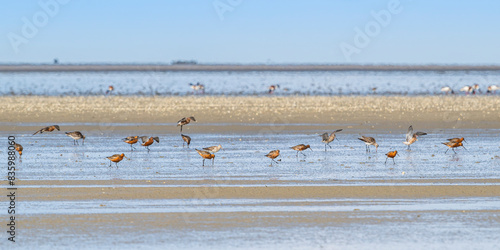 Barge à queue noire (Limosa limosa - Black-tailed Godwit)