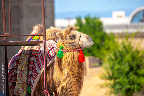 Bactrian camels against the background of the Mausoleum of Khoja Ahmed Yasawi in Turkestan. A beautiful, elegant and harnessed camel that tourists can ride. photo